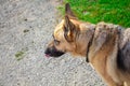 German Shepherd Dog Licking Its Lips Royalty Free Stock Photo