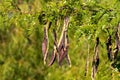 Tan and brown seed pods hanging on Honey Locust tree branches Royalty Free Stock Photo