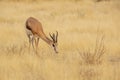 Male Springbok Foraging in Grassland