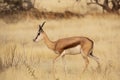 Male Springbok Walking in Grassland