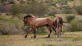 Tan buckskin and bay wild horse stallions running while fighting in the springtime desert in the Salt River wild horse area Royalty Free Stock Photo
