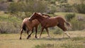 Tan buckskin and bay wild horse stallions running while fighting in the springtime desert in the Salt River wild horse management Royalty Free Stock Photo