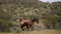 Tan buckskin and red bay wild horse stallions running while fighting in the springtime desert in the Salt River desert Royalty Free Stock Photo