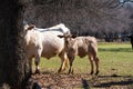 Tan Charolais calf and its cream colored mother by a tree Royalty Free Stock Photo