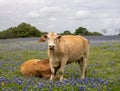 Tan Charolais Cow Standing in a Texas Bluebonnet Field