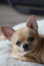 Tan Chihuahua in Deep Thought