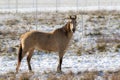 Tan color coat buckskin horse in fenced field with snow on the ground Royalty Free Stock Photo