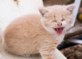 Tan Colored Kitten with Big Yawn