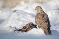 Tan coloured common buzzard in snow