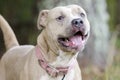 Tan dilute American Pit Bull Terrier dog Royalty Free Stock Photo