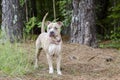 Tan dilute American Pit Bull Terrier dog