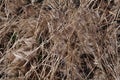 Tan dried prarie grasses.