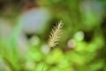 Tan Feathery Grass Blade with Shallow Depth of Field