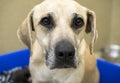 Great Dane mix breed dog with sad eyes Royalty Free Stock Photo