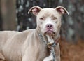 Tan female Pitbull Terrier mix dog rescue pet adoption photography