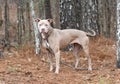 Tan female Pitbull Terrier mix dog rescue pet adoption photography