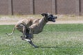 Great dane during a fast cat trial chasing a lure Royalty Free Stock Photo