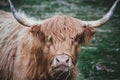 A tan highland cattle bull closeup while eating Royalty Free Stock Photo