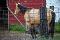 Tan Horse by Red Barn Royalty Free Stock Photo