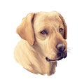 Tan labrador retriever portrait of purebred digital art illustration. Canadian mammal gun dog, hunting breed. Doggy Royalty Free Stock Photo