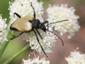 Tan Long-horned Beetle on Flower