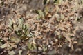 ERIODICTYON CRASSIFOLIUM FRUIT - SAN JACINTO MTNS - 100820 A