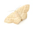 Tan Moth Royalty Free Stock Photo