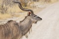 Wildlife Portrait: Male Greater Kudu Royalty Free Stock Photo