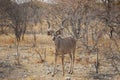 Greater Kudu Bull in the Bush