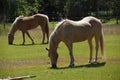 Tan palomino horse grazing Royalty Free Stock Photo