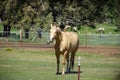 Tan palomino horse grazing Royalty Free Stock Photo