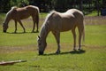 Tan palomino horse grazing