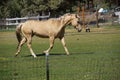 Tan palomino horse grazing Royalty Free Stock Photo