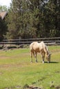 Tan palomino horse grazing Royalty Free Stock Photo