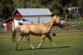 Tan palomino horse grazing Royalty Free Stock Photo