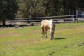 Tan palomino horse grazing Royalty Free Stock Photo