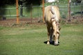 Tan palomino horse grazing Royalty Free Stock Photo