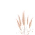 Tan pampas grass branches on white background. Floral ornament elements in boho style. Vector illustration of cortaderia