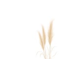 Tan pampas grass branches on white background. Floral ornament elements in boho style. Vector illustration of cortaderia