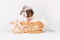 Tan pied French Bulldog dog puppy with night cap and toy plush bunny in basket Royalty Free Stock Photo