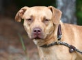 Tan Pitbull Terrier dog mix outdoors on leash Royalty Free Stock Photo