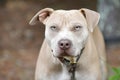 Tan Pitbull Terrier dog mix outdoors on leash Royalty Free Stock Photo