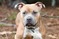 Tan Pitbull Terrier and Shar Pei mix dog mix outdoors on leash Royalty Free Stock Photo