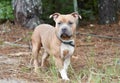 Tan Pitbull Terrier and Shar Pei mix dog mix outdoors on leash