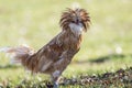 Tan Polish Chicken has feather crest plumage green background copy space Royalty Free Stock Photo