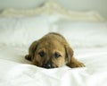 Tan puppy with black mask buries face in blanket on white bed Royalty Free Stock Photo