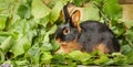 The Tan rabbit on a wooden background with graas and leaves