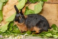 The Tan rabbit on a wooden background with graas and leaves