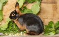 The Tan rabbit on a wooden background with graas and leaves