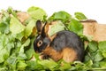 The Tan rabbit on a wooden background with graas and leaves